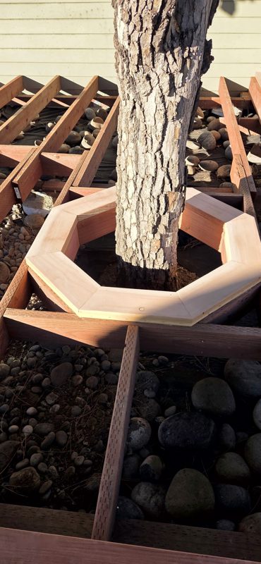 Bench frame taking shape around the tree